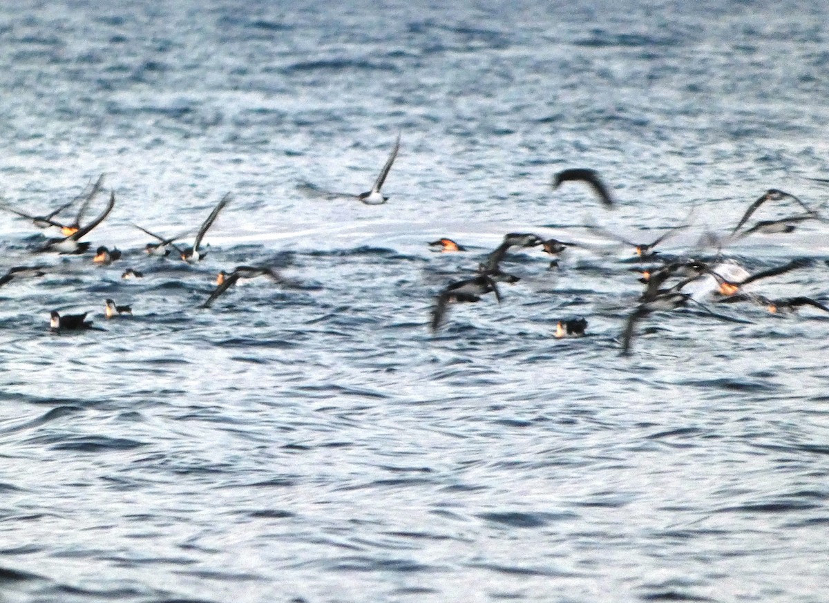 Galapagos Yelkovanı - ML644808156