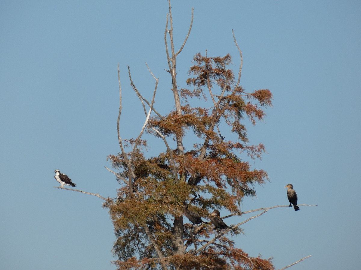 Animals - ML644808158