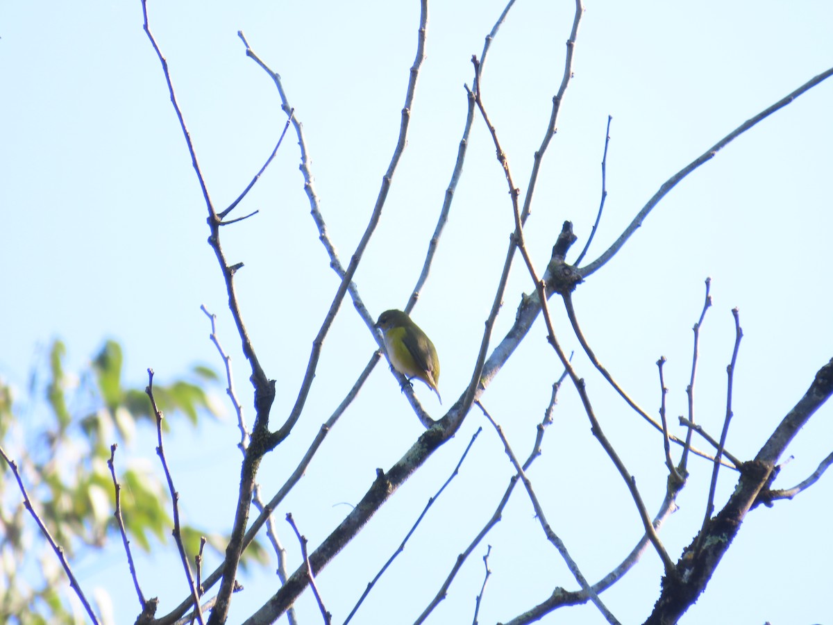 Yellow-throated Euphonia - ML644808172