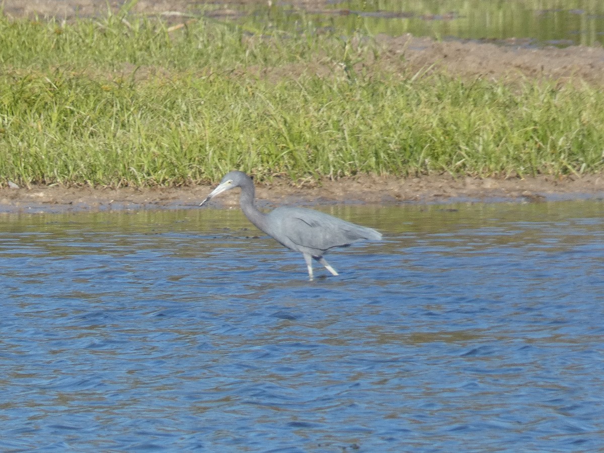 Little Blue Heron - ML644808175