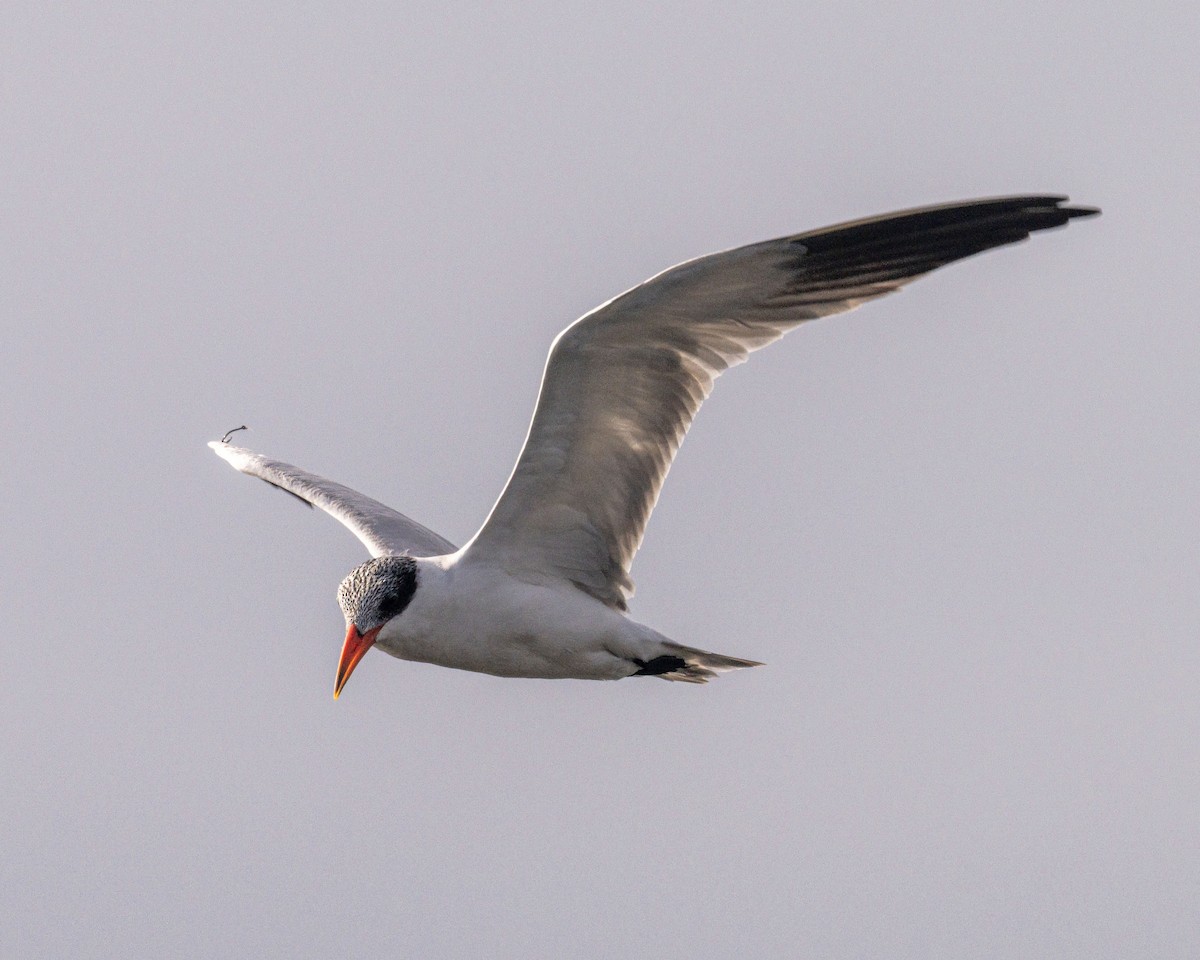 Caspian Tern - ML644808176