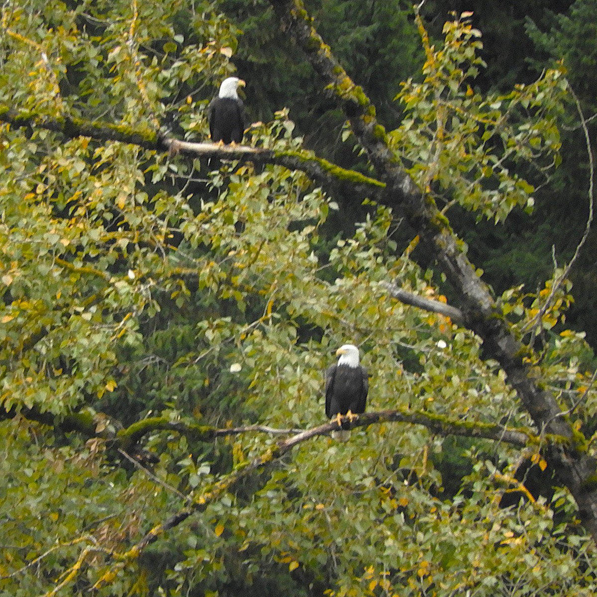 ハクトウワシ - ML644808193