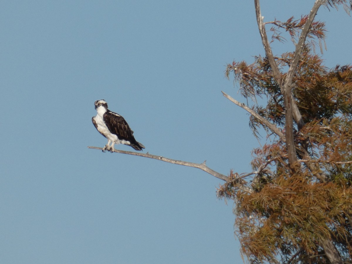 Osprey - ML644808194
