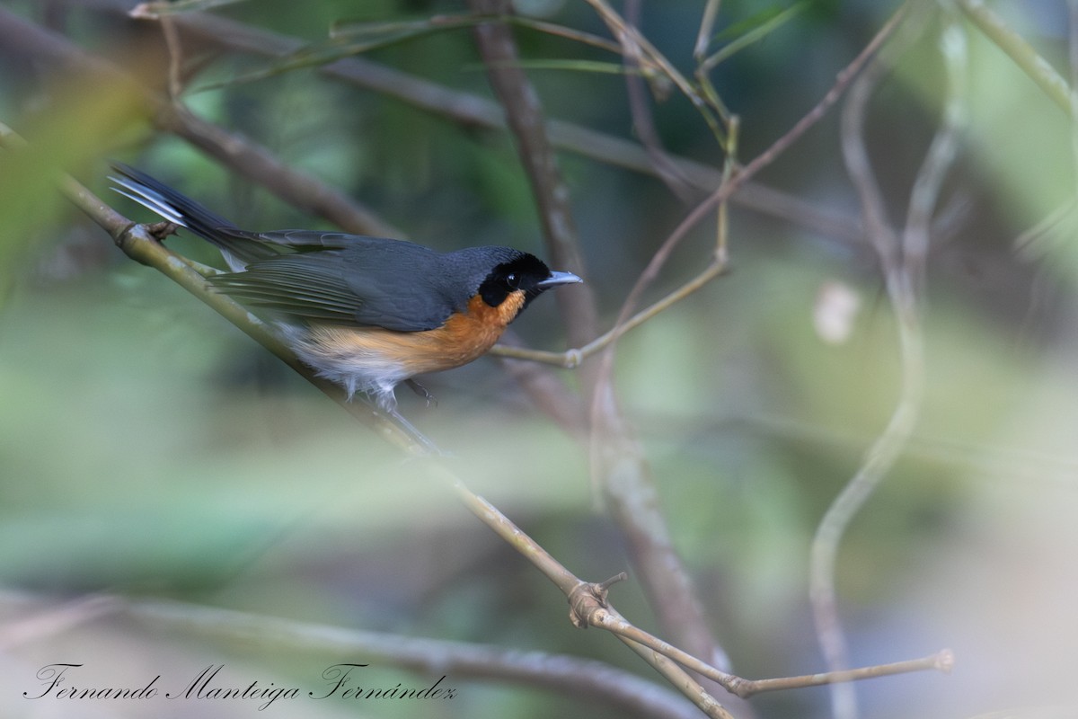 Australian Spectacled Monarch - ML644808195
