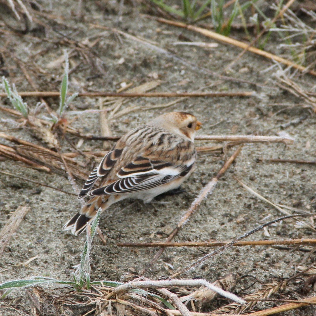 Snow Bunting - ML644808266