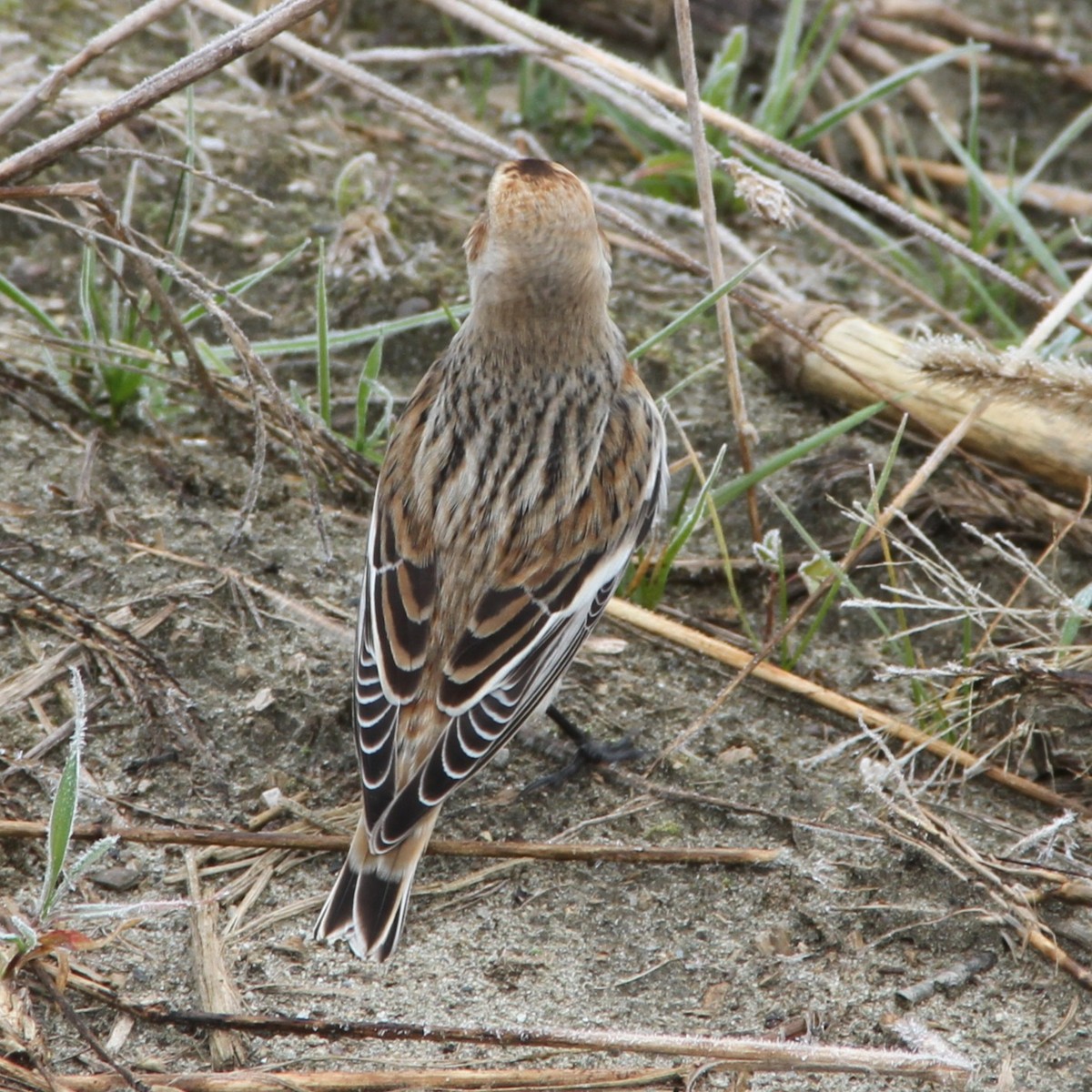 Snow Bunting - ML644808267