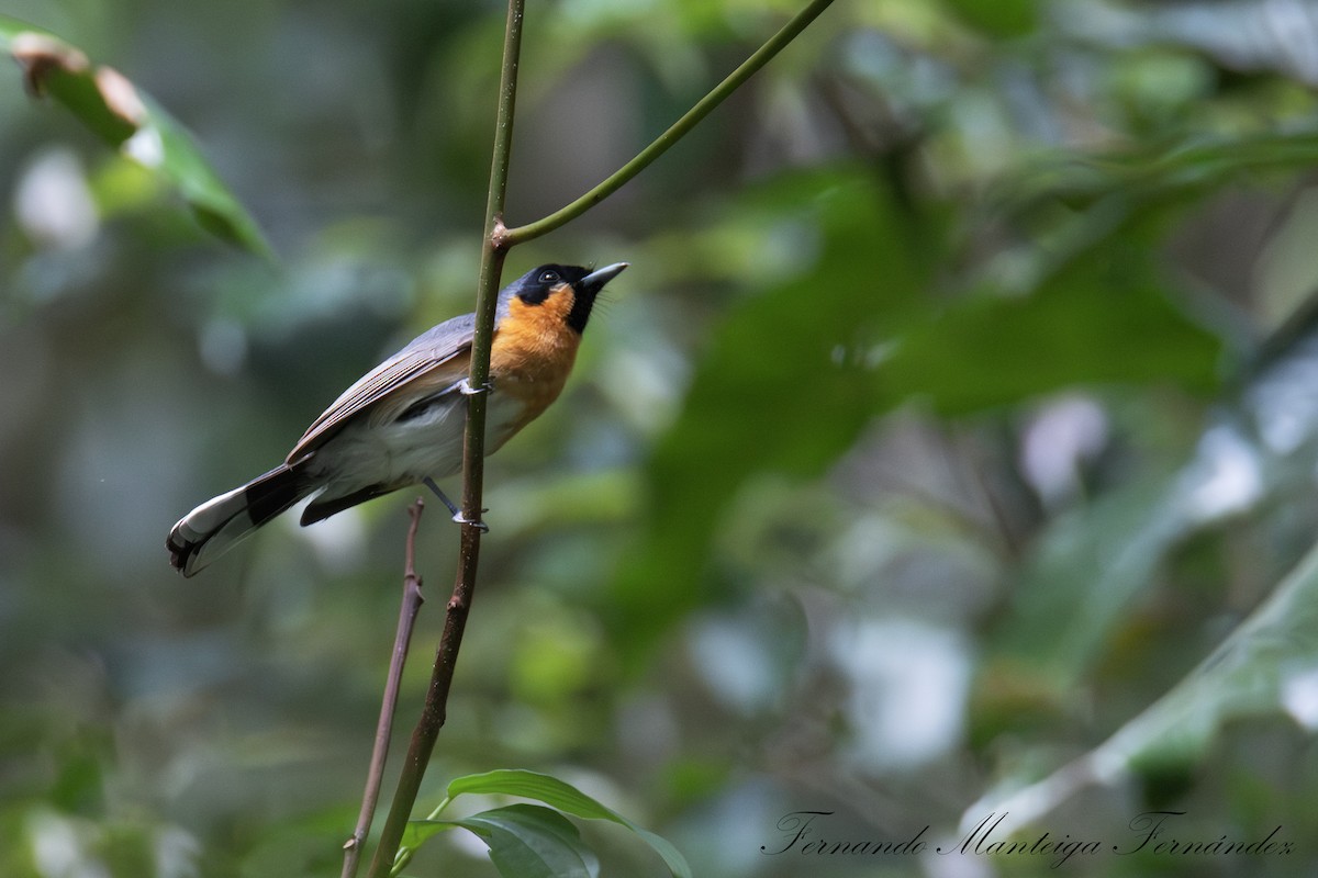 Australian Spectacled Monarch - ML644808268