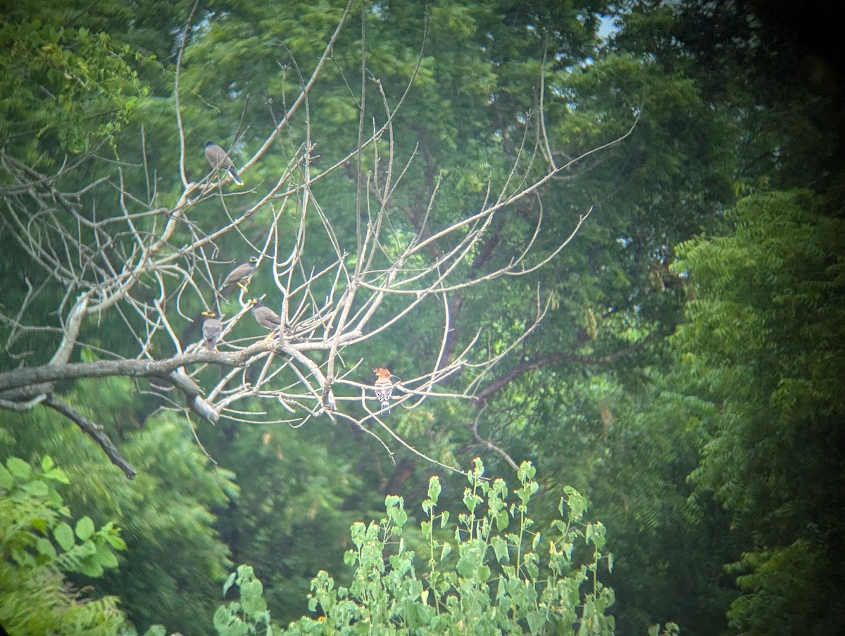 Common Hoopoe - ML644808269