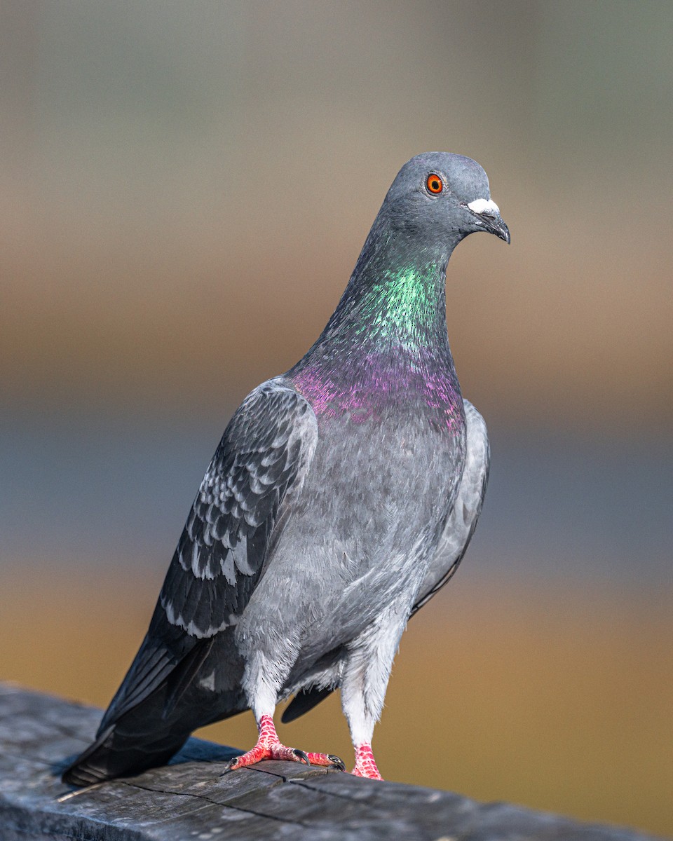 Rock Pigeon (Feral Pigeon) - ML644808276