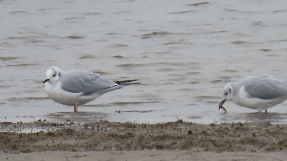 Bonaparte's Gull - ML644808287