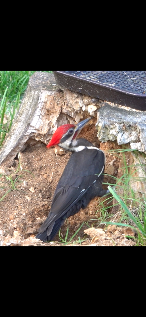 Хохлатая желна - ML644808320