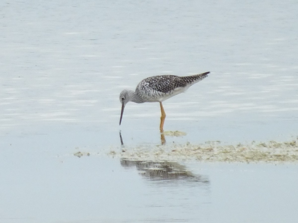 Greater Yellowlegs - ML644808323