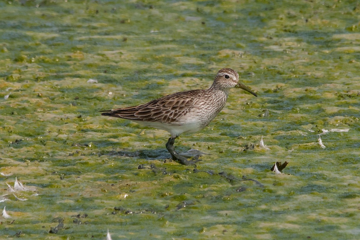 Pectoral Sandpiper - ML644808332