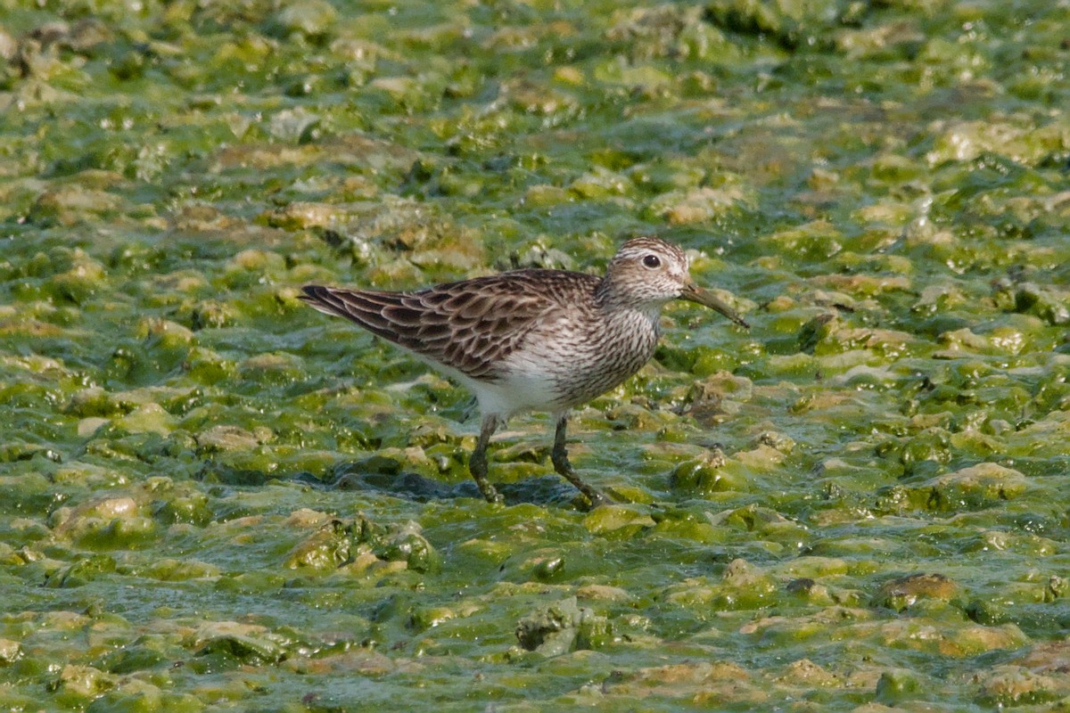 Pectoral Sandpiper - ML644808333