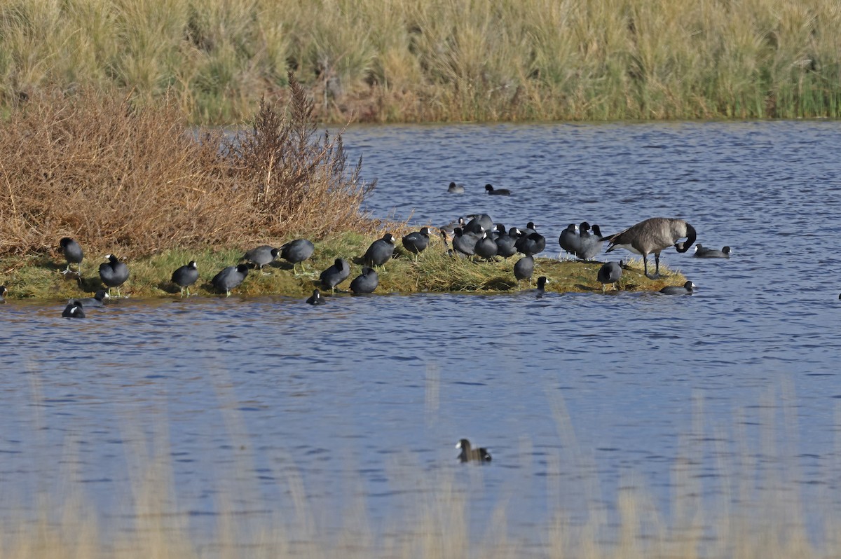 American Coot - ML644808334
