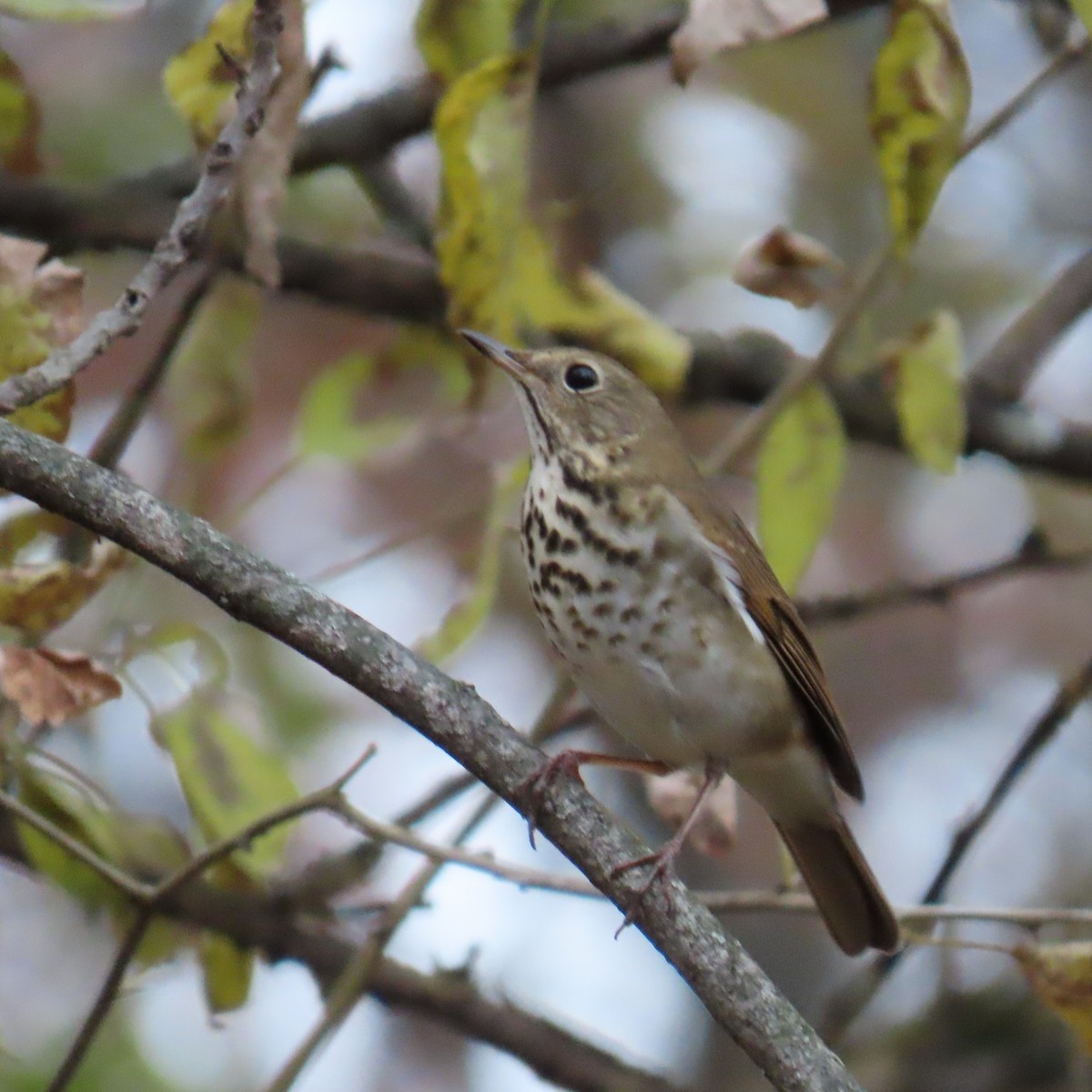 Einsiedler-Musendrossel - ML644808337