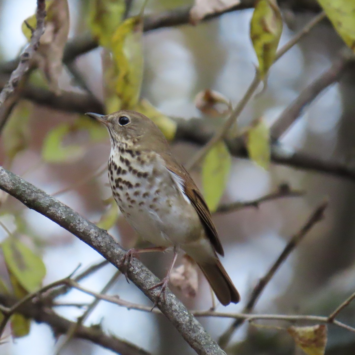 Einsiedler-Musendrossel - ML644808338