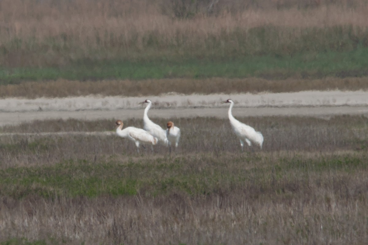 trompettrane - ML644808350