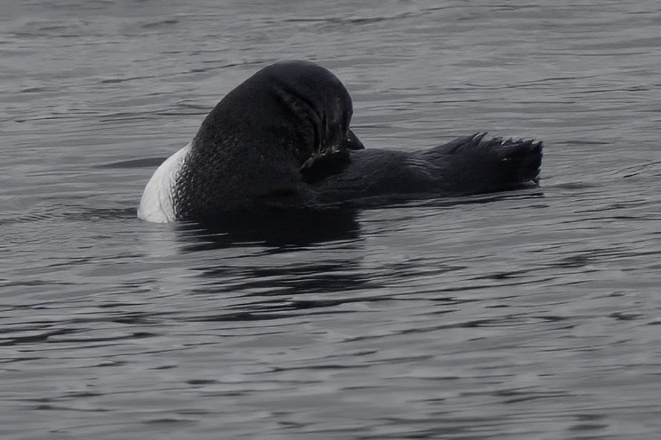 Little Penguin - ML644808387