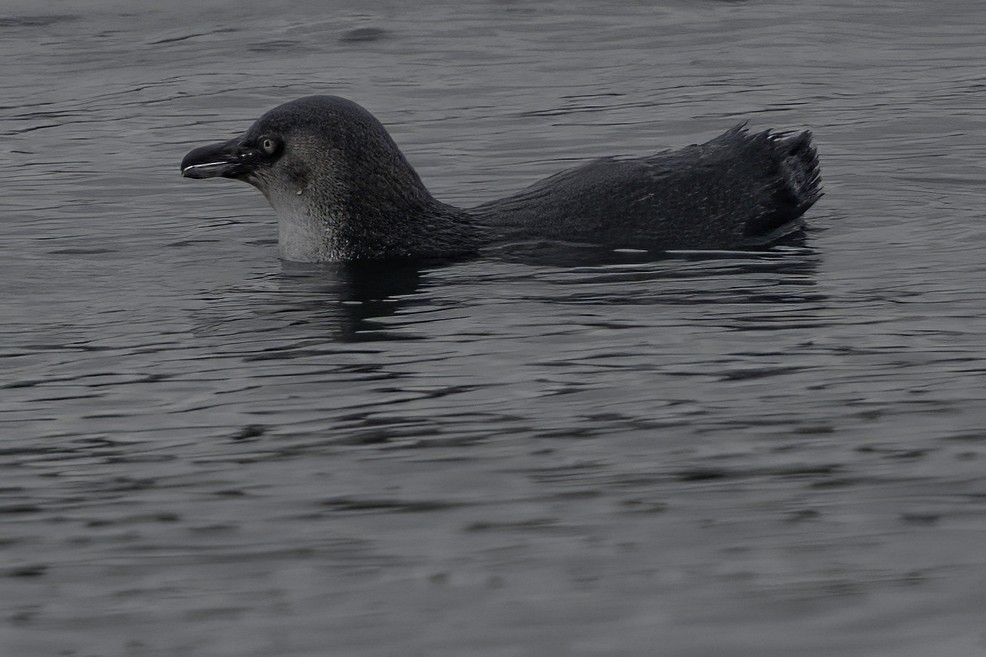 Little Penguin - ML644808388