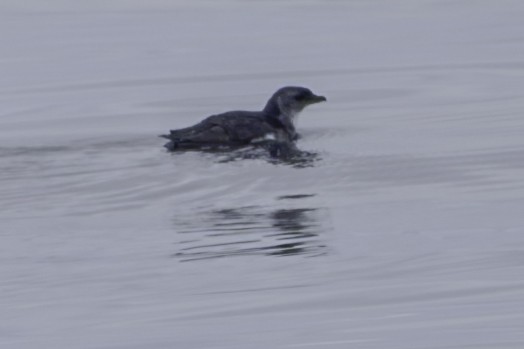 Little Penguin - ML644808389