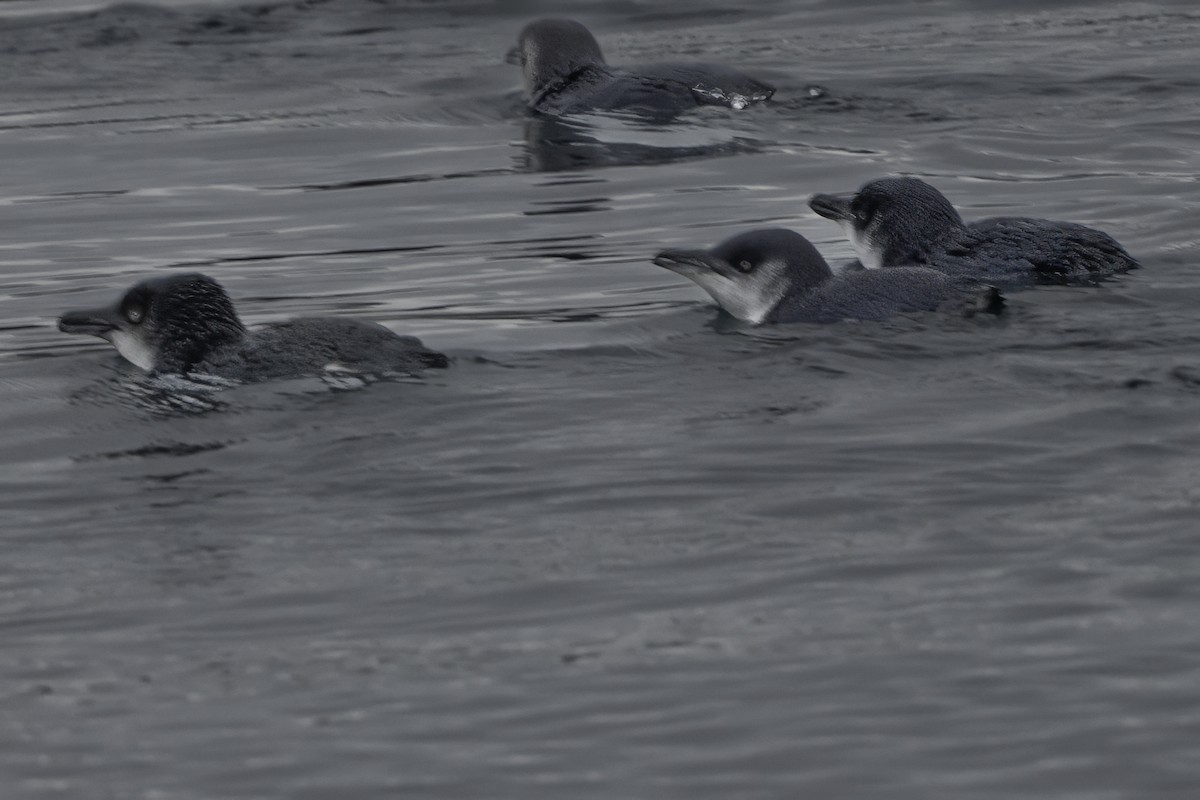 Little Penguin - ML644808391