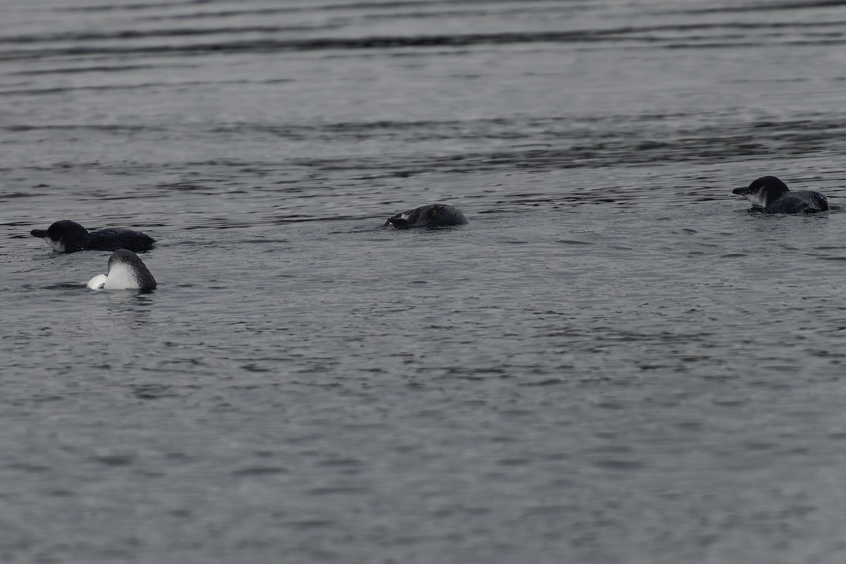 Little Penguin - ML644808392