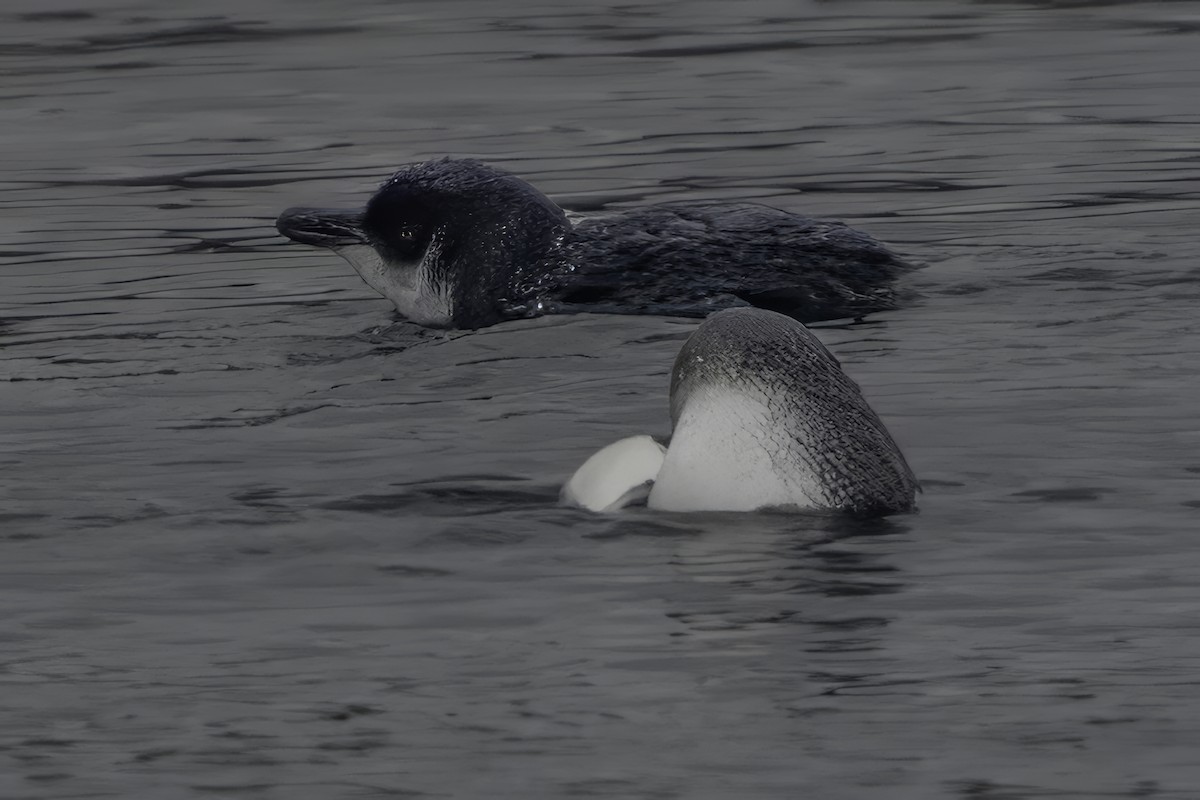 Little Penguin - ML644808393