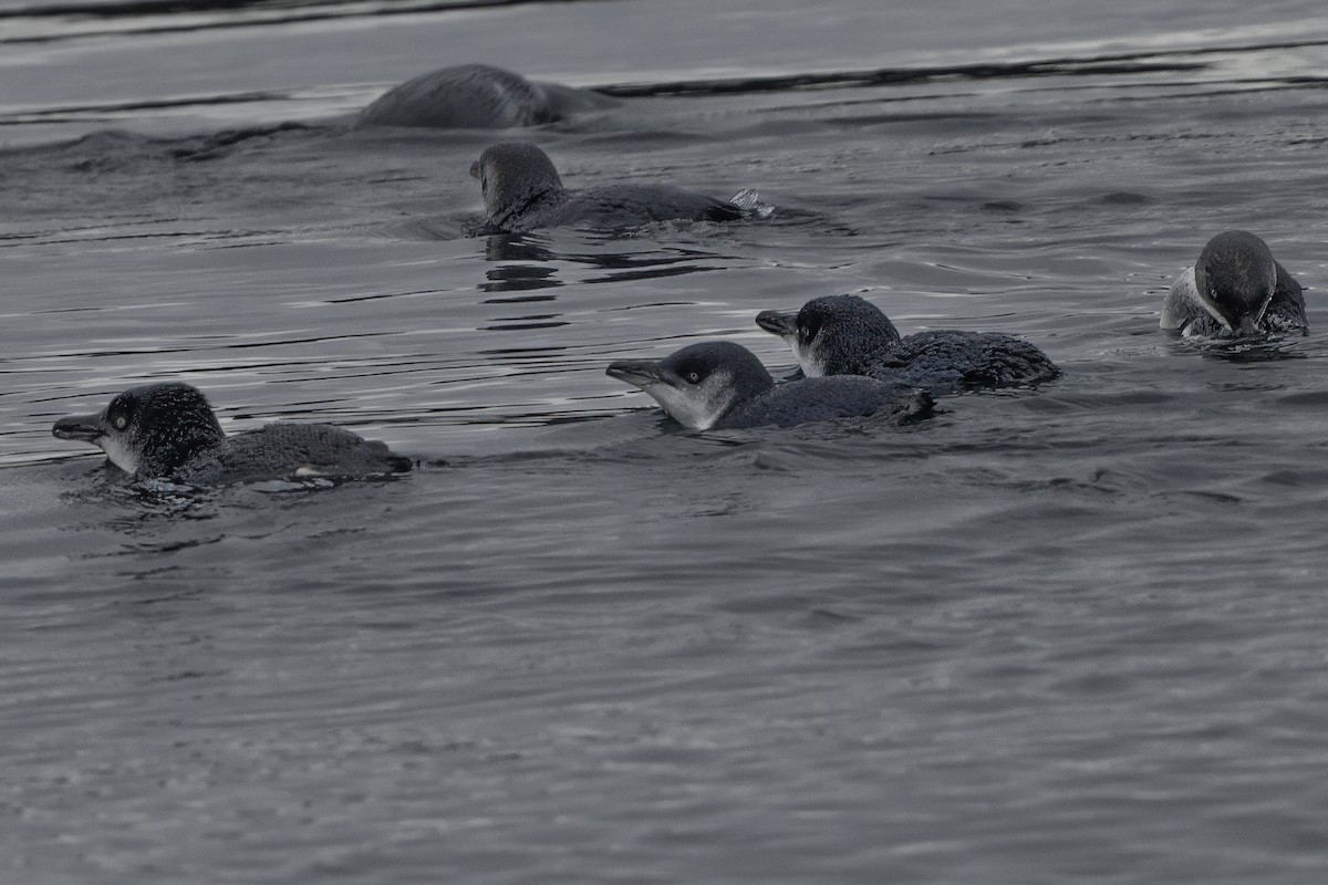 Little Penguin - ML644808394