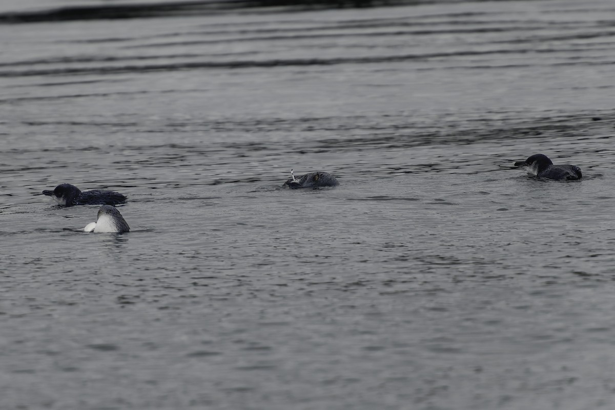 Little Penguin - ML644808395