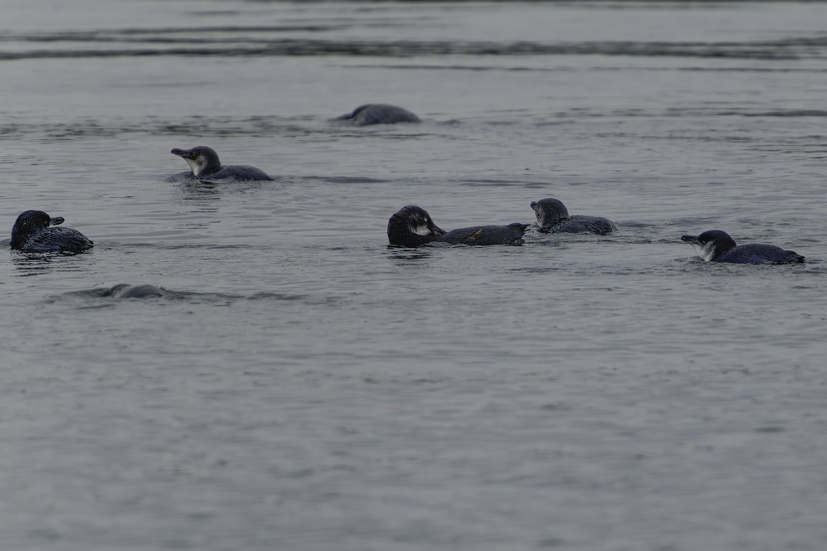 Little Penguin - ML644808396