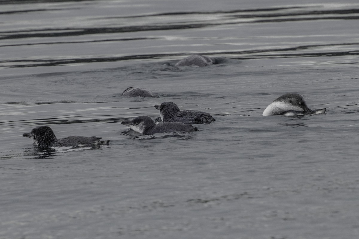 Little Penguin - ML644808397