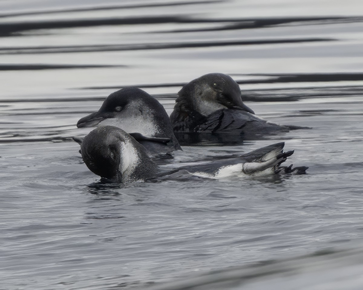 Little Penguin - ML644808398