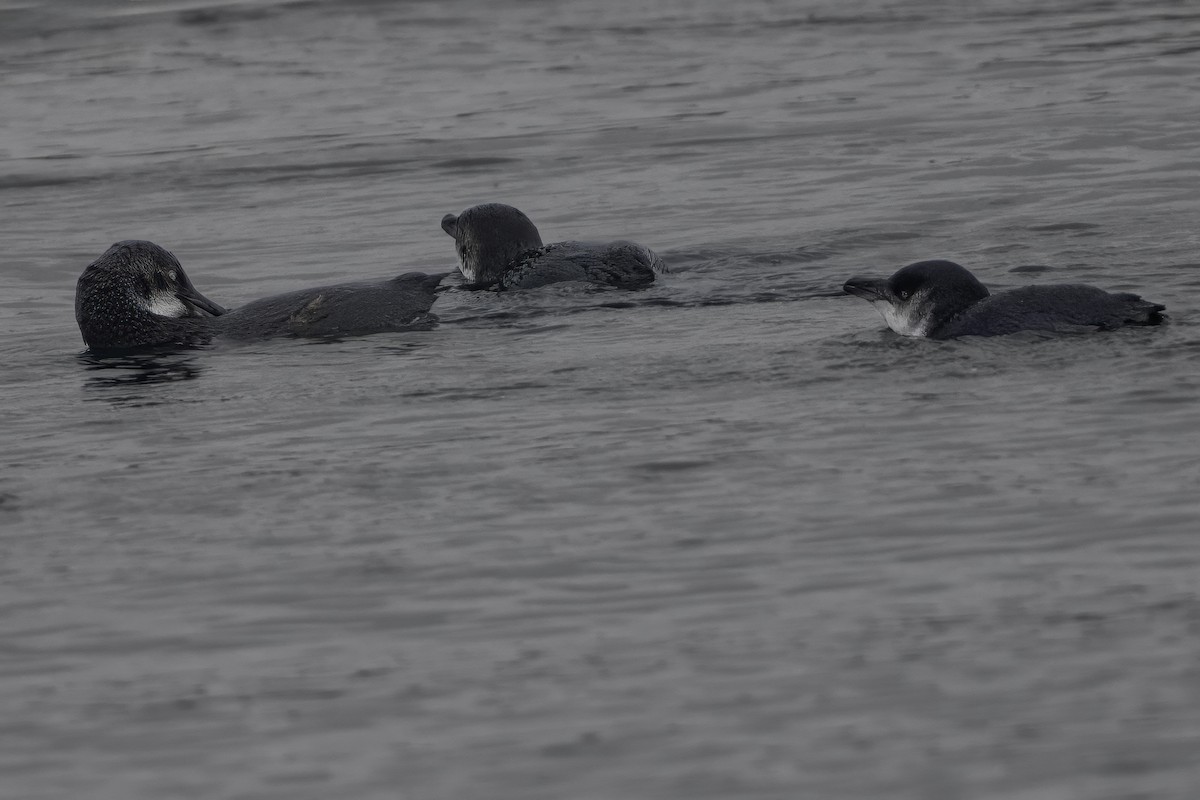 Little Penguin - ML644808399