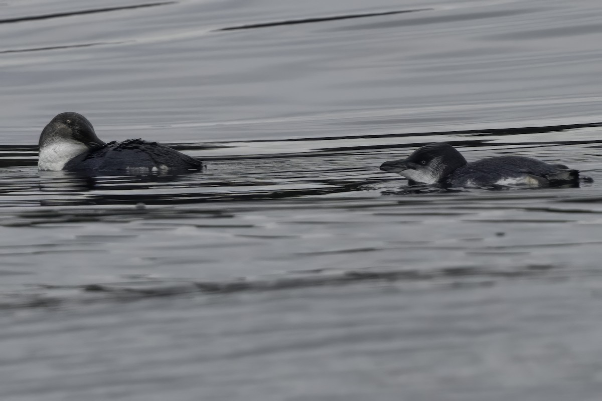 Little Penguin - ML644808400