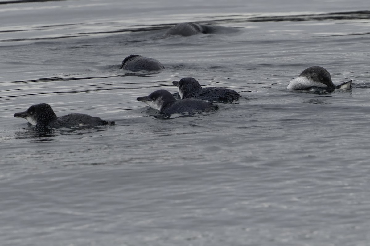 Little Penguin - ML644808402