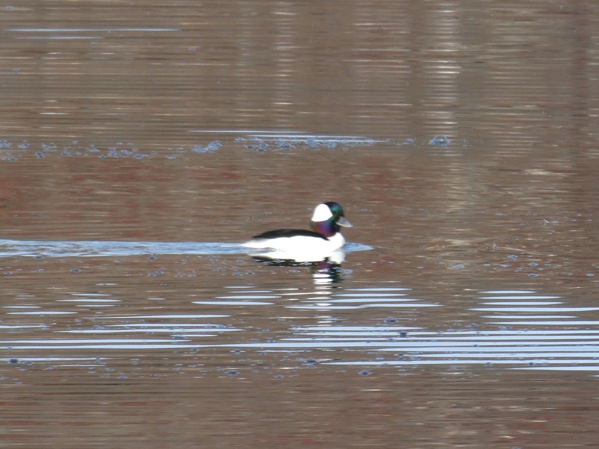 Bufflehead - ML644808404
