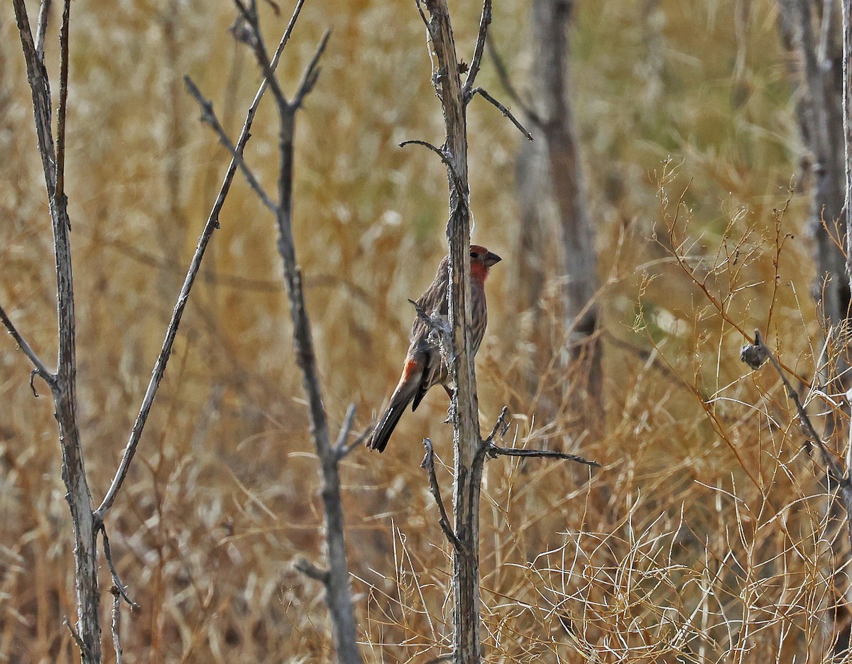 House Finch - ML644808418