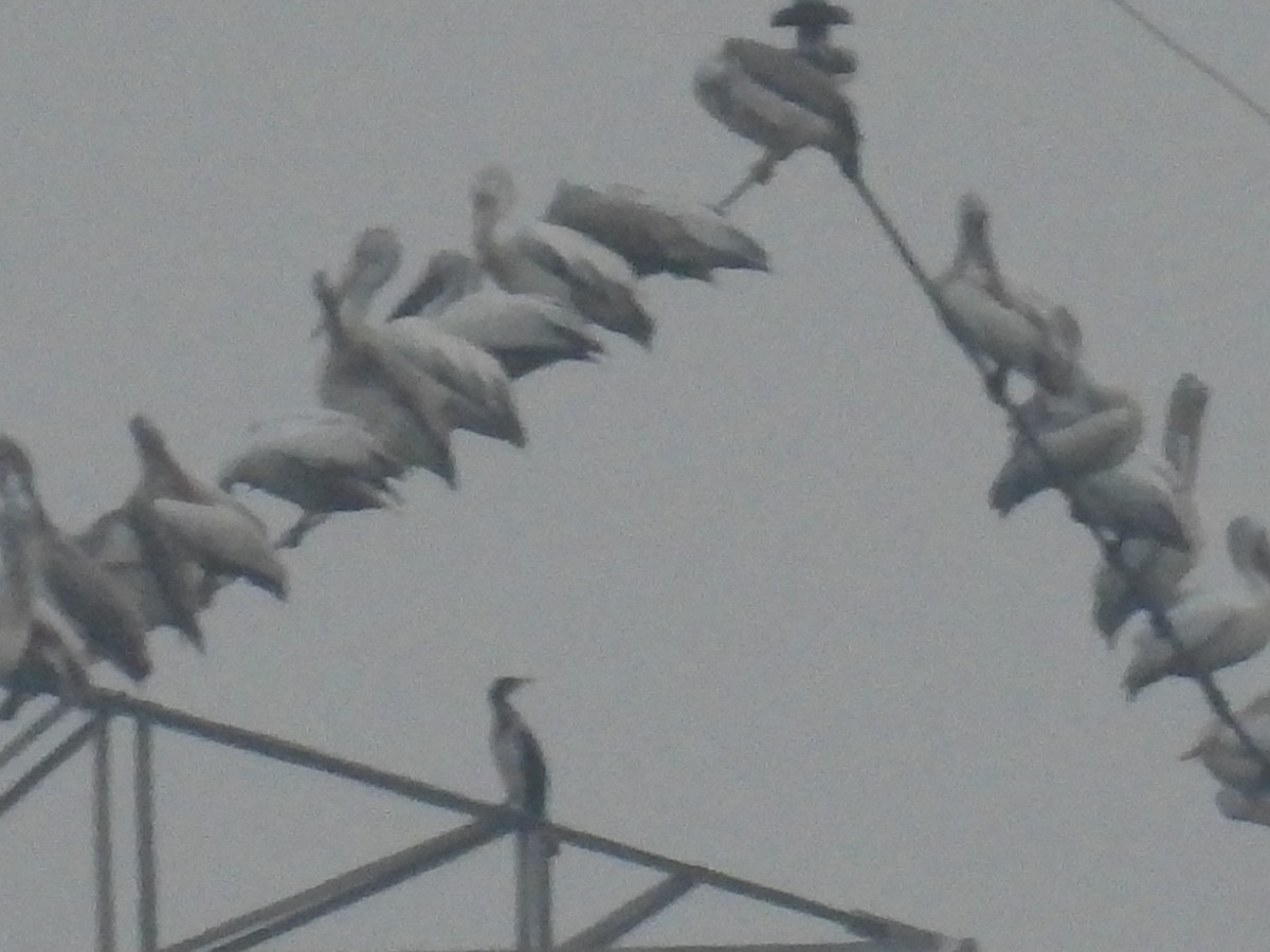 Hint Pelikanı - ML644808421