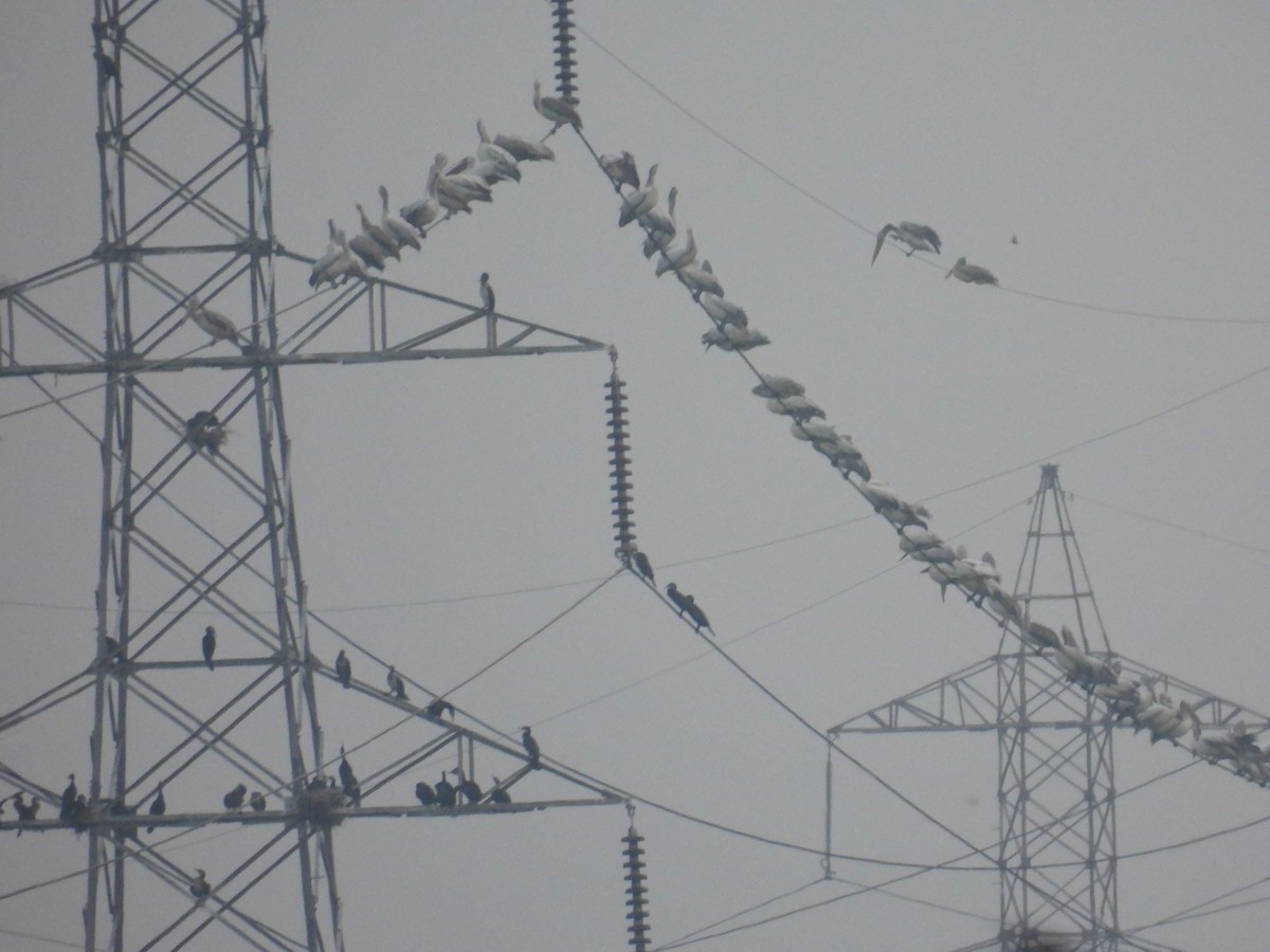 Hint Pelikanı - ML644808429