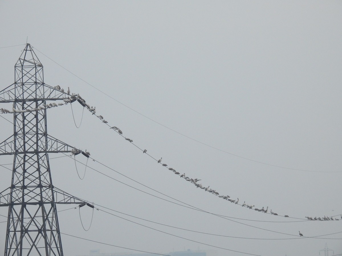 Hint Pelikanı - ML644808431