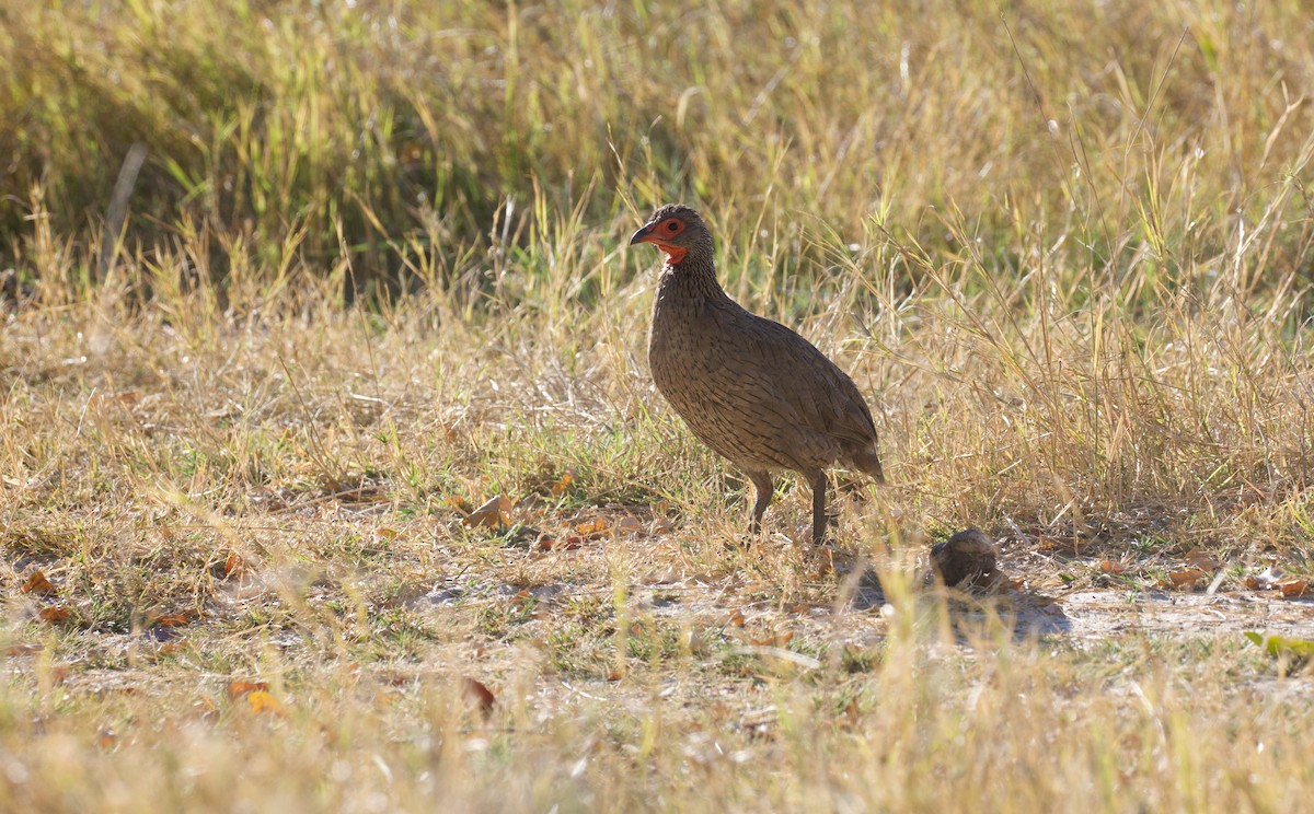 Swainson's Spurfowl - ML644808452