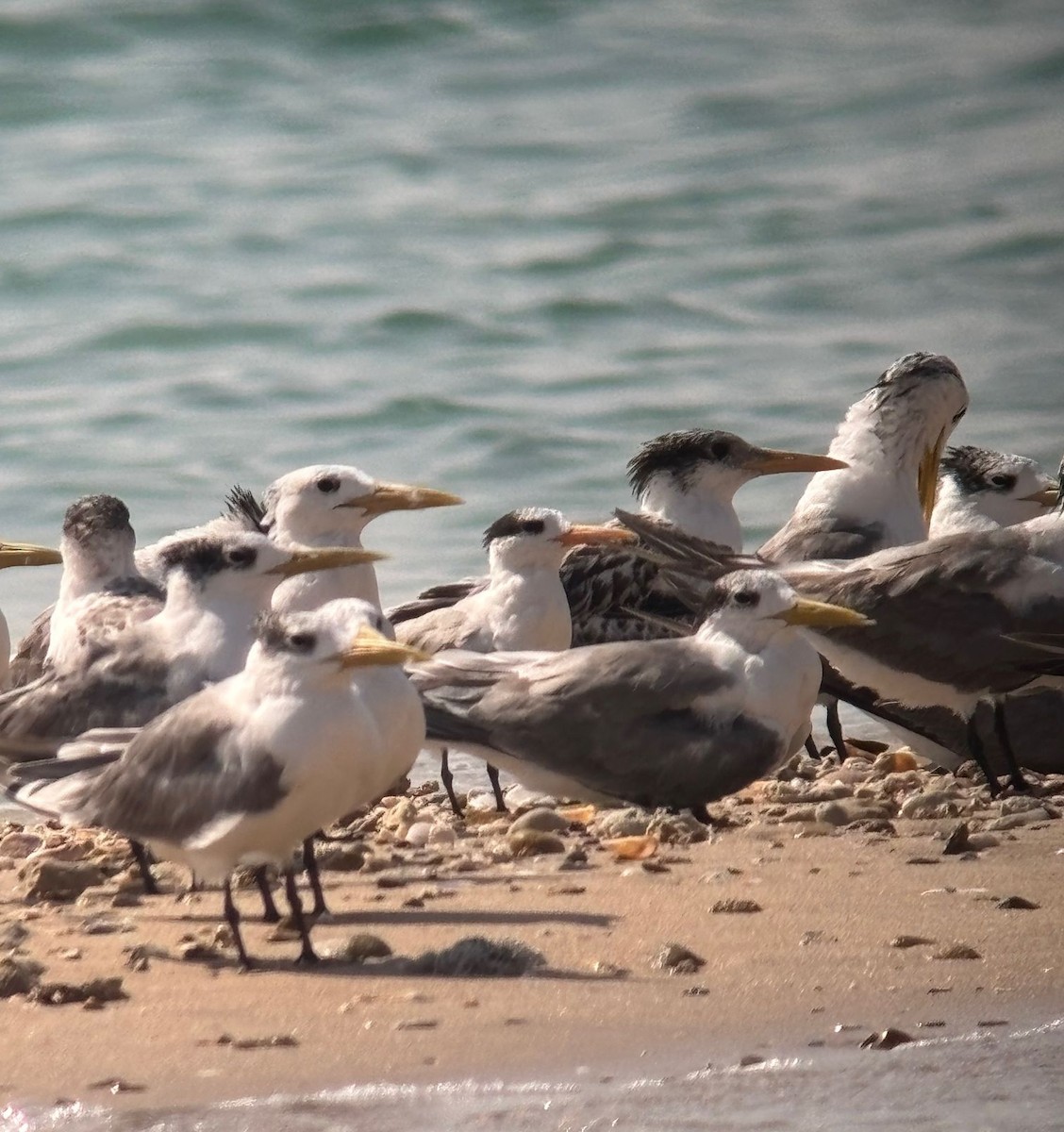 Sterne voyageuse - ML644808453