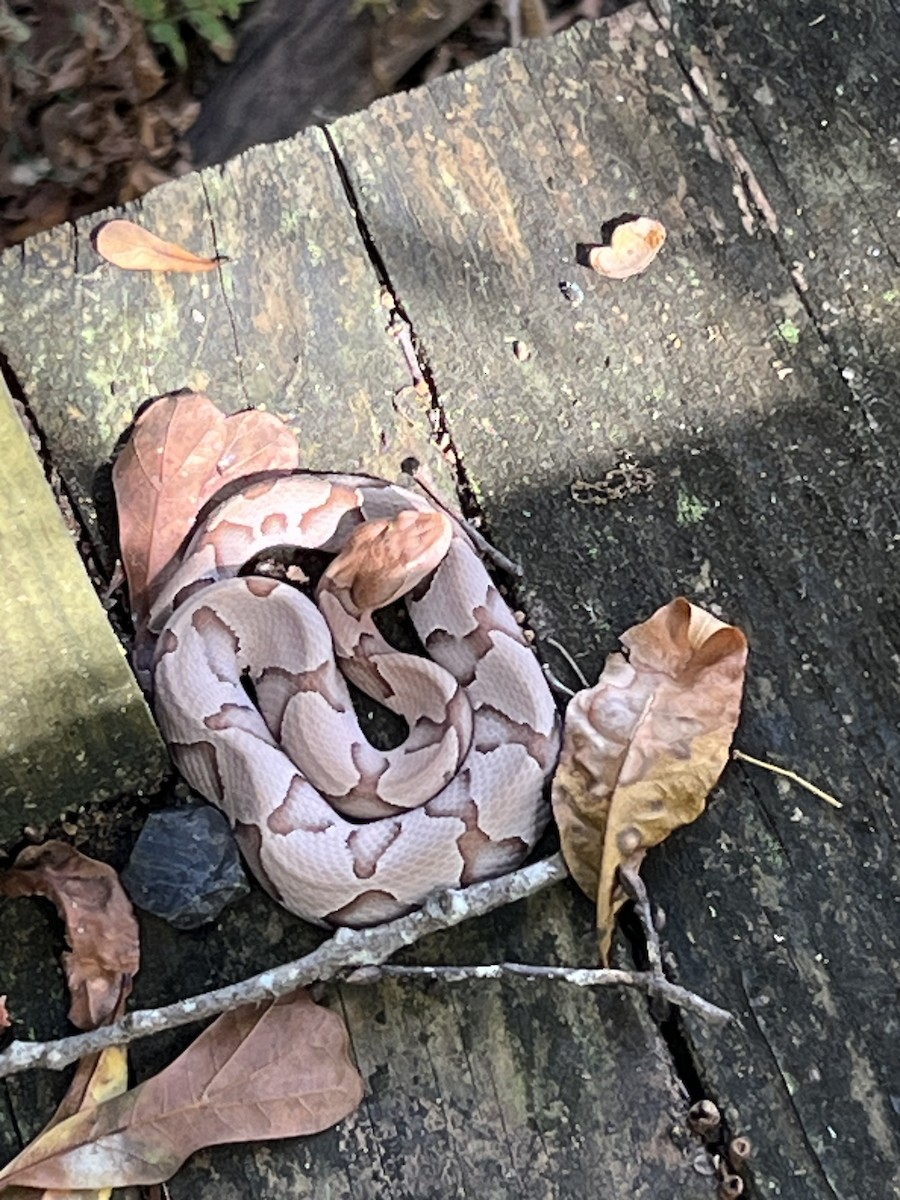 Eastern Copperhead - ML644808463