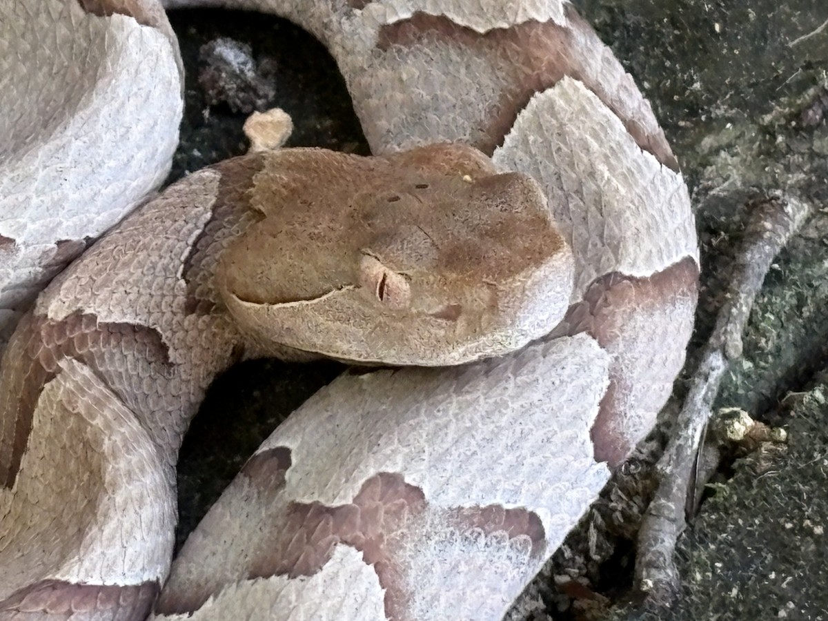 Eastern Copperhead - ML644808464