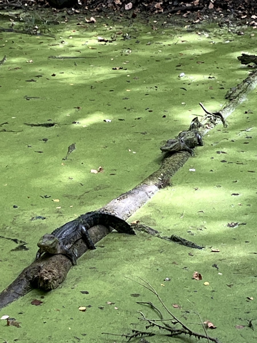 American Alligator - ML644808465