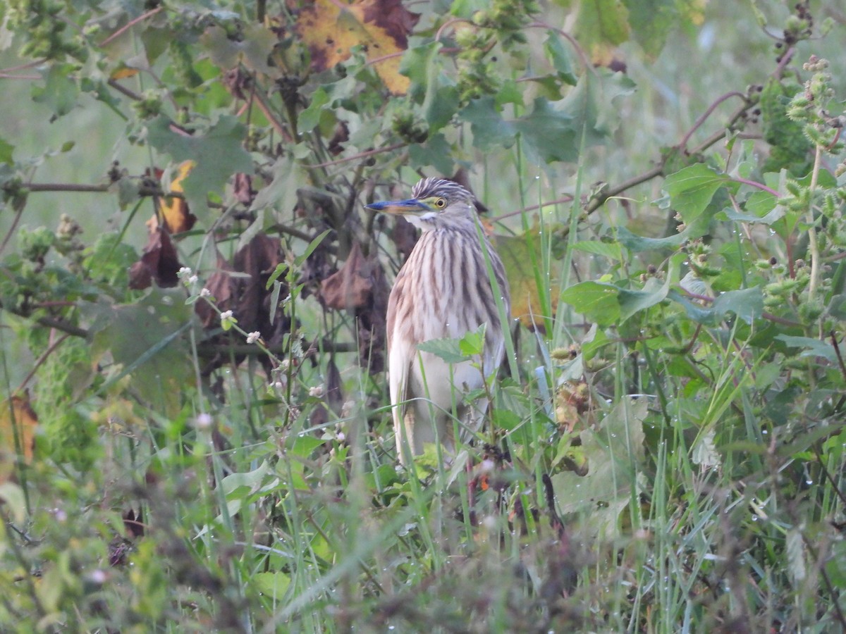 Индийская прудовая цапля - ML644808481