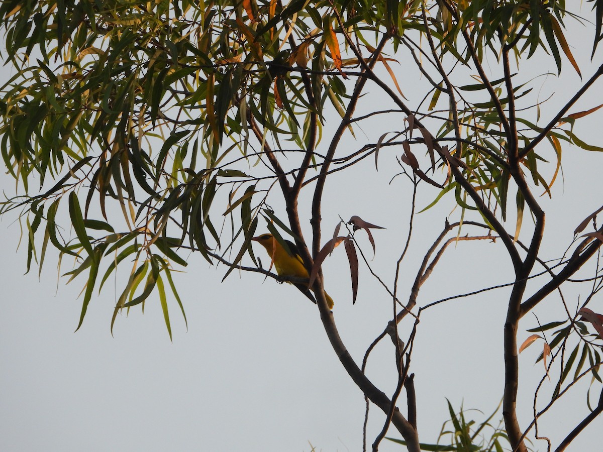 Indian Golden Oriole - ML644808493