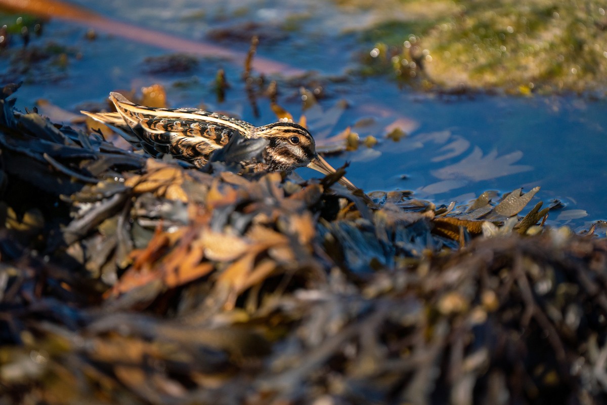 Jack Snipe - ML644808513