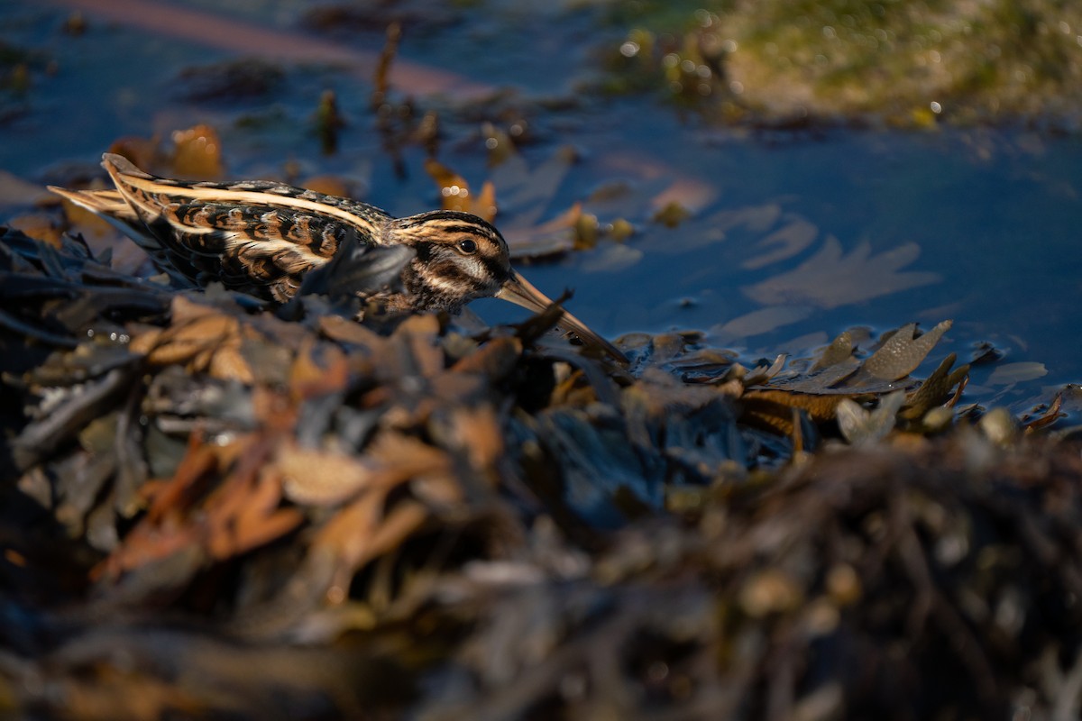 Jack Snipe - ML644808514